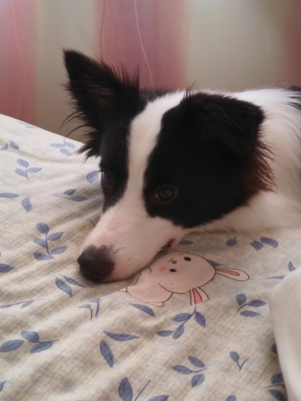 陪学,数学,英语,物理